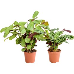 ZynesFlora - Ctenanthe Deal - Amagris - Amabilis - Ø 14 cm - Hoogte: 25 - 35 cm - Calathea - Luchtzuiverend - Kamerplant - Gebedsplantje