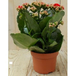 2 stuks! Kalanchoe rood - Warentuin Natuurlijk