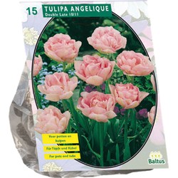 Bollen Tulipa Angelique 15 stuks