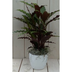 Calathea rood blad witte pot 40 cm - Warentuin Natuurlijk