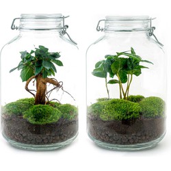 URBANJNGL - Planten terrarium • Jar Calathea • Ecosysteem plant • ↑ 28 cm