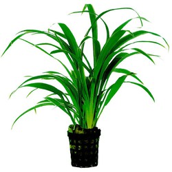 Ap-chlorophytum bichettii 5 cmpot