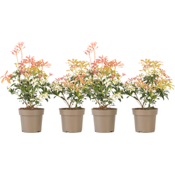 Rotsheide - Set van 4 - Pieris 'Forest Flame' - Hoogte 25-40cm - ⌀17cm