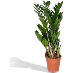 Hello Plants Zamioculcas Emerald Palm - Ø 17 cm - Hoogte: 70 cm - ZZ-Plant