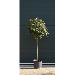 Bol photinia Volgroeid Photinia fr. Red Robin h 160 cm st. omtrek 11 cm st. h 100 cm