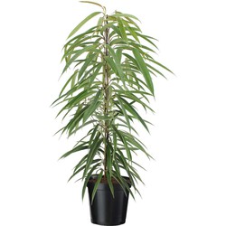 Ficus Binnendijckii Alii - Kamerplant - Pot 21cm - Hoogte 100-110cm