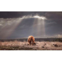 Tuinschilderij hooglander licht 130x70cm