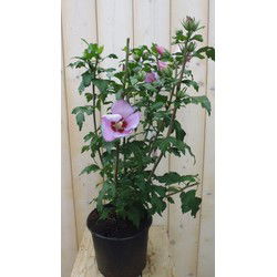 Hibiscus struik Roze 40 cm