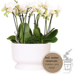 Kolibri Orchids | witte plantenset in Diabolo white dish incl. waterreservoir | drie witte orchideeën en drie groene planten Rhipsalis | Jungle Bouquet wit met zelfvoorzienend waterreservoir