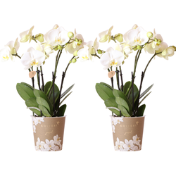 Kolibri Orchids I COMBI DEAL van 2 witte Phalaenopsis orchideeën - potmaat Ø12cm | bloeiende kamerplant - vers van de kweker