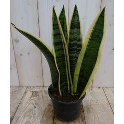 Kamerplant Vrouwentong Sansevieria geelbont 30 cm