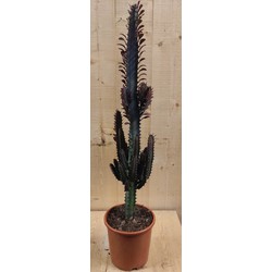 Afrikaanse Melkboom Euphorbia Trigona Cactus kamerplant - Warentuin Natuurlijk