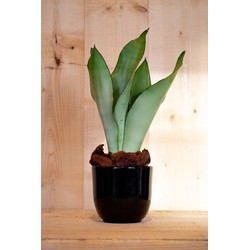 Sansevieria Moonshine in zwarte pot