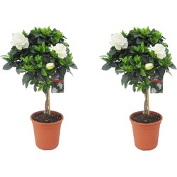 Gardenia Jasminoides - Set van 2 - Gevlochten stam - Pot 19cm - Hoogte 50-60cm
