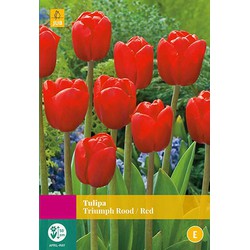 2 stuks - Tulipa Triumph rood 20 bollen