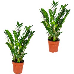 Floraya - Emerald Palm 2 stuks - Zamioculcas - ⌀17 cm - ↕60 cm