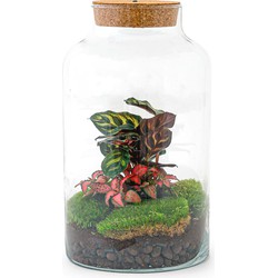 URBANJNGL - Planten terrarium • Milky Calathea met lamp • Ecosysteem plant met licht •↑ 31 cm