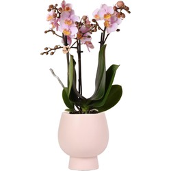 Kolibri Orchids | Roze Phalaenopsis orchidee – Andorra + Scandic sierpot nude – potmaat Ø9cm – 40cm hoog | bloeiende kamerplant in bloempot - vers van de kweker