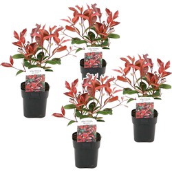 Photinia fraseri 'Red Robin' - Set van 4 - Wintergroen - ⌀17cm - Hoogte 30-40cm