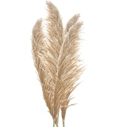 Clayre & Eef Droogbloemen 142 cm Beige Bruin Droogbloemen