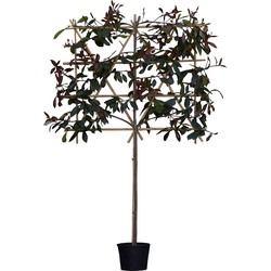 Glansmispel leiboom 100 cm Photinia fraseri Red Robin 215 cm