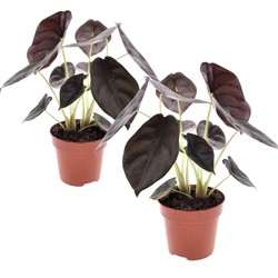 Alocasia cuprea Red Secret - Set van 2 - Pot 12cm - Hoogte 25-35cm