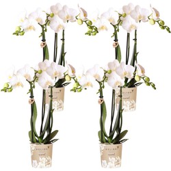 Kolibri Orchids | COMBI DEAL van 4 witte Phalaenopsis orchideeën - Amabilis - potmaat Ø9cm | bloeiende kamerplant - vers van de kweker
