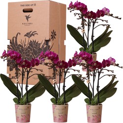 Kolibri Orchids - Surprise box eenkleurig - planten voordeel box - verrassingsbox met 4 verschillende orchideeën - vers van de kweker