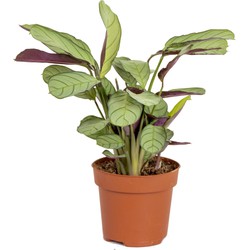 Ctenanthe 'Amagris' | Tiengebodenplant - Kamerplant in kwekerspot ⌀12 cm - ↕10-20 cm