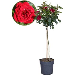 Rosa Palace 'Pride' - Rode stamrozen - Pot 19cm - Hoogte 80-100cm