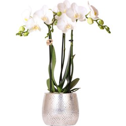 Kolibri Orchids | witte Phalaenopsis orchidee - Amabilis + Elite pot silver- potmaat Ø9cm - 35cm hoog | bloeiende kamerplant - vers van de kweker