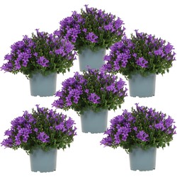 Campanula Addenda - Klokjesbloem paars potmaat 12cm - 1m2 bodembedekker - 6 stuks - Ambella purple - tuinplanten - winterhard