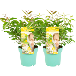 Citroeneucalyptus - Set van 2 - Eucalyptus 'Citriodora' - Hoogte 40-50cm - ⌀19cm