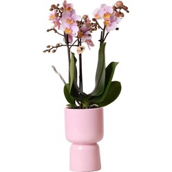 Kolibri Orchids | roze Phalaenopsis orchidee – Andorra + Trophy sierpot roze – potmaat Ø9cm – 40cm hoog | bloeiende kamerplant in bloempot - vers van de kweker