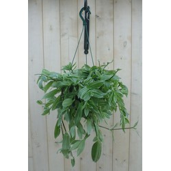 Hangplant Tradescantia wit groen - Warentuin Natuurlijk