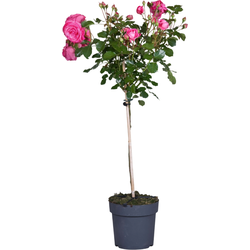 Stamroos - Rosa palace 'Topkapi' - Hoogte 80-100cm - ⌀19cm