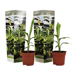 Musa Basjoo - Set van 2 - Bananenplant - Tuinplant - Pot 9cm - Hoogte 25-40cm
