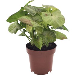 Syngonium 'Milk Confetti' - Pot 12cm - Hoogte 20-30cm