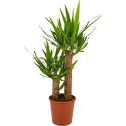 ZynesFlora - Yucca - Ø 19 cm - Hoogte: 80-90 cm - Palm - Palmlelie - Kamerplant