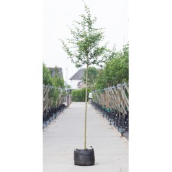 Rode meidoorn Crataegus l. Pauls Scarlet h 350 cm st. omtrek 12 cm