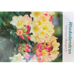 Rhododendron Horizon Monarch - Warentuin Natuurlijk