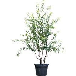 Tibetaanse sierkers meerstammig Prunus serrula 187,5 cm