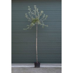 Wilgbladige treur sierpeer laagstam Pyrus salicifolia Pendula h 250 cm st. omtrek 8 cm st. hoogte 20 cm