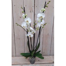 Kamerplant Vlinderorchidee phalaenopsis wit 4 takken