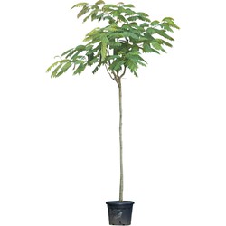 Perzische Slaapboom Albizia julibrissin 325 cm - Warentuin Natuurlijk