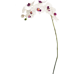 Tak van mauve phalaenopsis orchidee H100