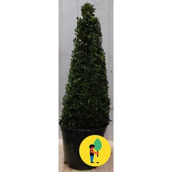 Buxus Piramide 90 cm