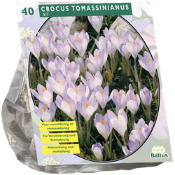 Crocus Tomassinianus per 40 bloembollen