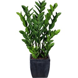 Zamioculcas 80 cm - Buitengewoon de Boet