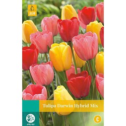 Tulipa Darwin hybride Mix